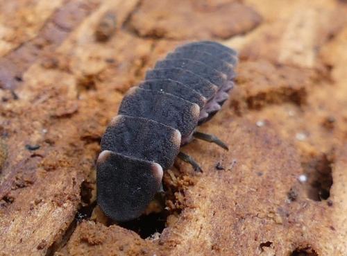 Lampyris sp.